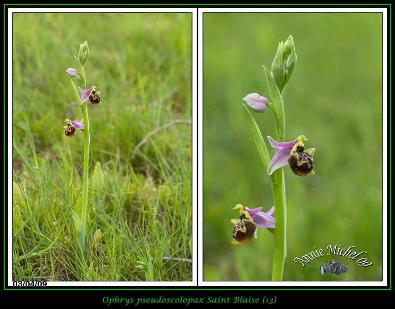 Ophrys fuciflora subspc linearis 14-img15