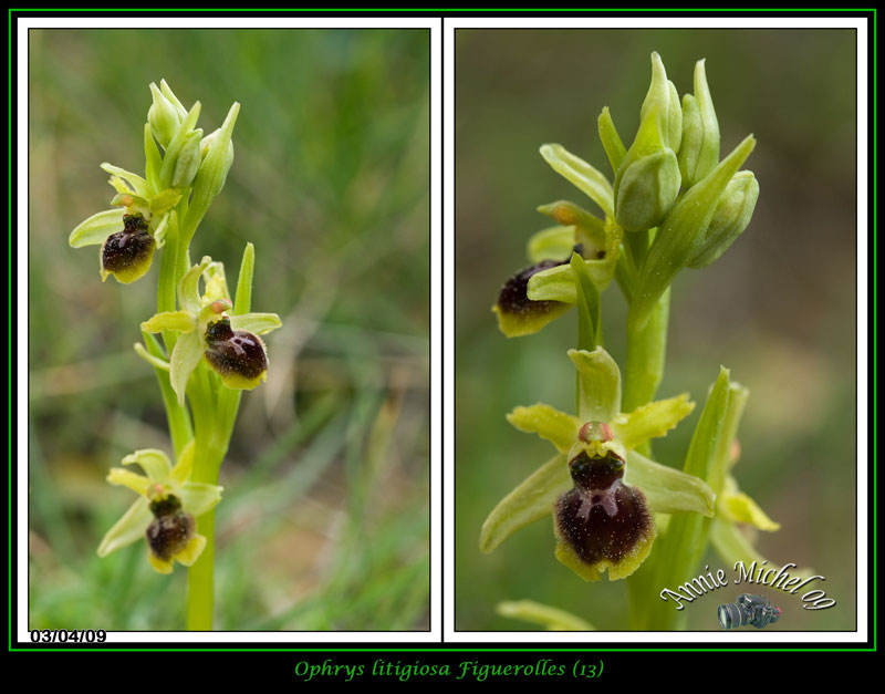 Ophrys litigiosa ( araneola ) 14-img16