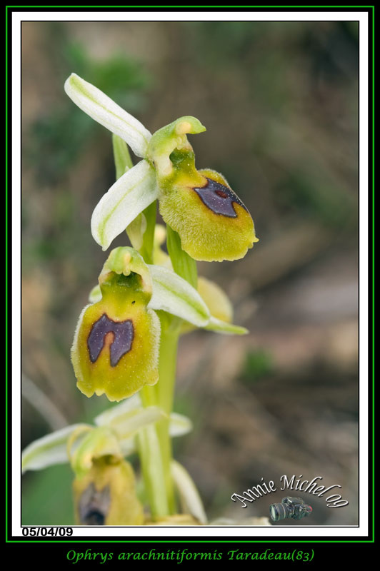 Ophrys exaltata arachnitiformis ( O. en forme d'araignée ) 14-img18