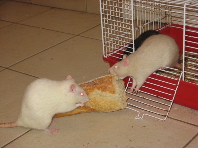 des ratounes et un bout de pain Img_6438