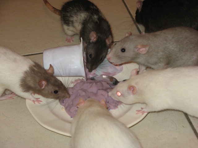 des rats et un laitage au soja Img_6519