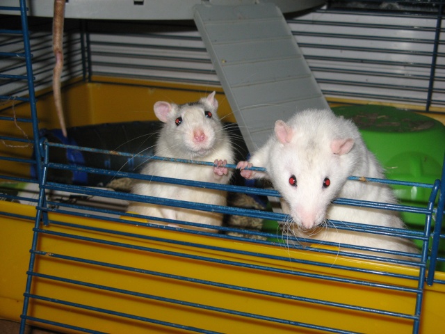 resociabiliser un rat ayant toujours vécu seul [photos p2] Img_6614