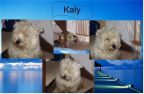 KALLY - type westie - femelle - 8 ans - Bussy-Saint-Georges (77) 144_5710