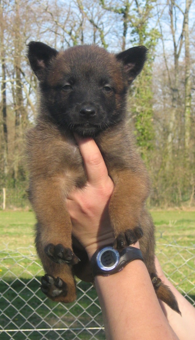 MARIAGE UTHA TECK CHIOTS MALINOIS NES LE 9 FEVRIER - Page 2 Femell21