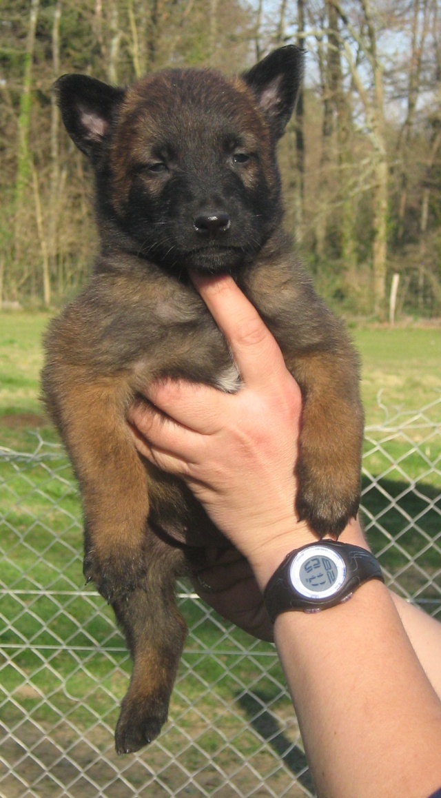 MARIAGE UTHA TECK CHIOTS MALINOIS NES LE 9 FEVRIER - Page 2 Male_313