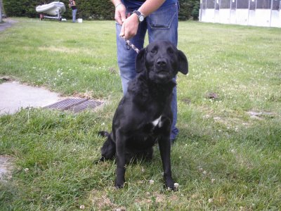 Croisé labrador noir mâle 1 ans, refuge de Dunkerque (59) 28810