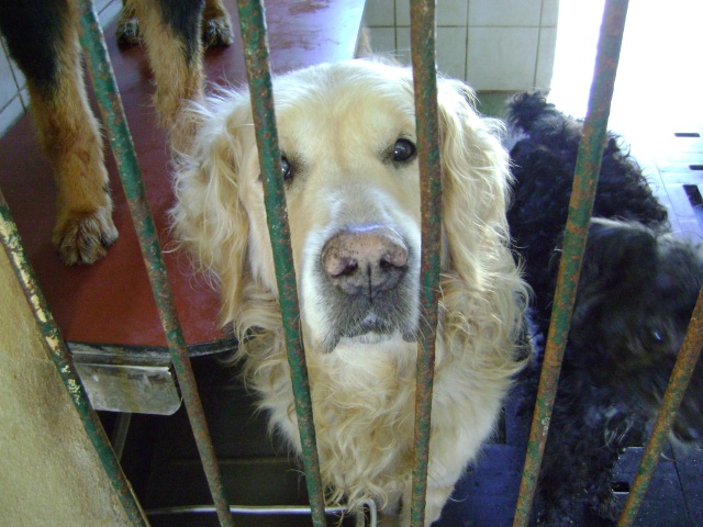 OMER 11ans, golden retriever mâle, refuge de dunkerque (59) Dsc03512