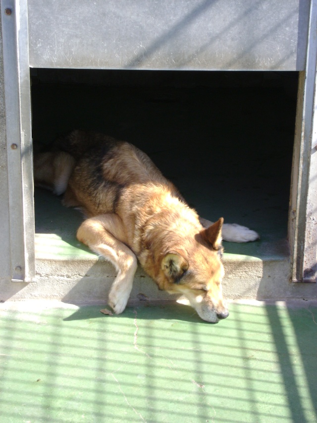 Croisée Husky agée à la SPA de Dunkerque - ADOPTEE Dsc04132