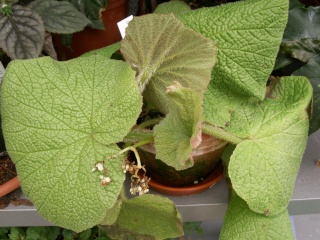 Begonia acida Pict0018