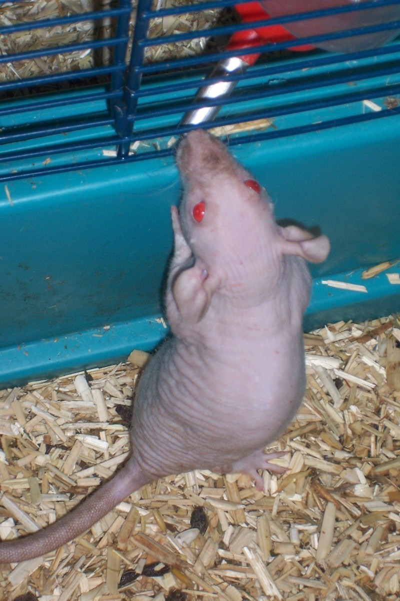 rats nus, dumbo, double rex et standard a adopter (92) Rats_026