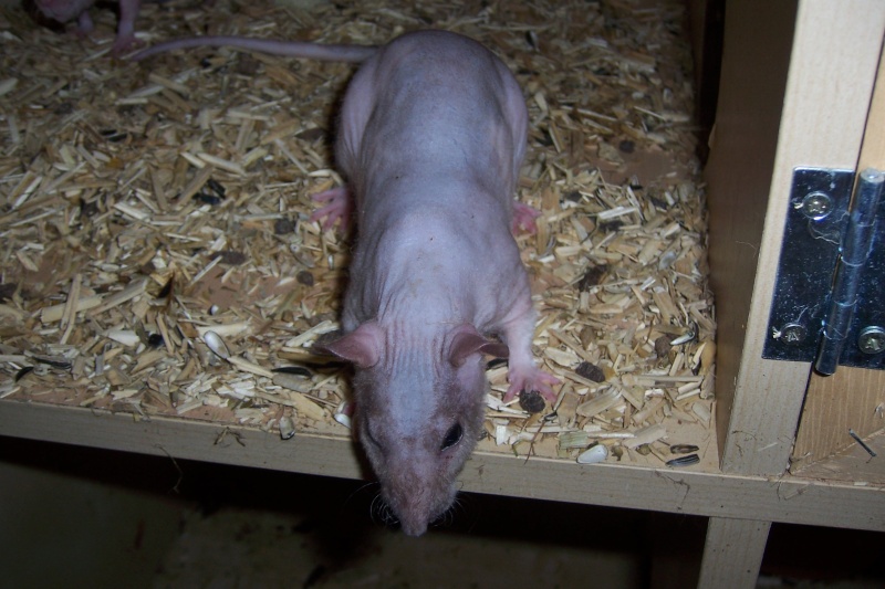 rats nus, dumbo, double rex et standard a adopter (92) Rats_028