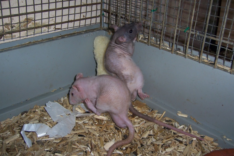 RATS NUS MALES ET FEMELLES Rats_039