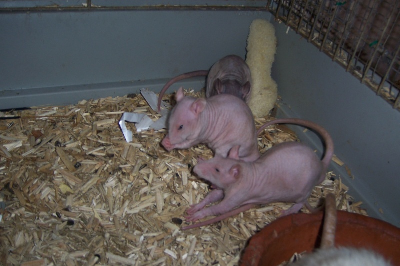 rats nus, dumbo, double rex et standard a adopter (92) Rats_042