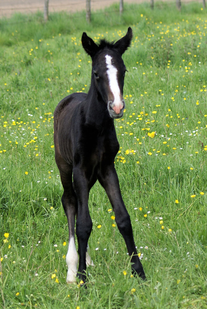 VOLUPTE DE CHANCE Poulai17