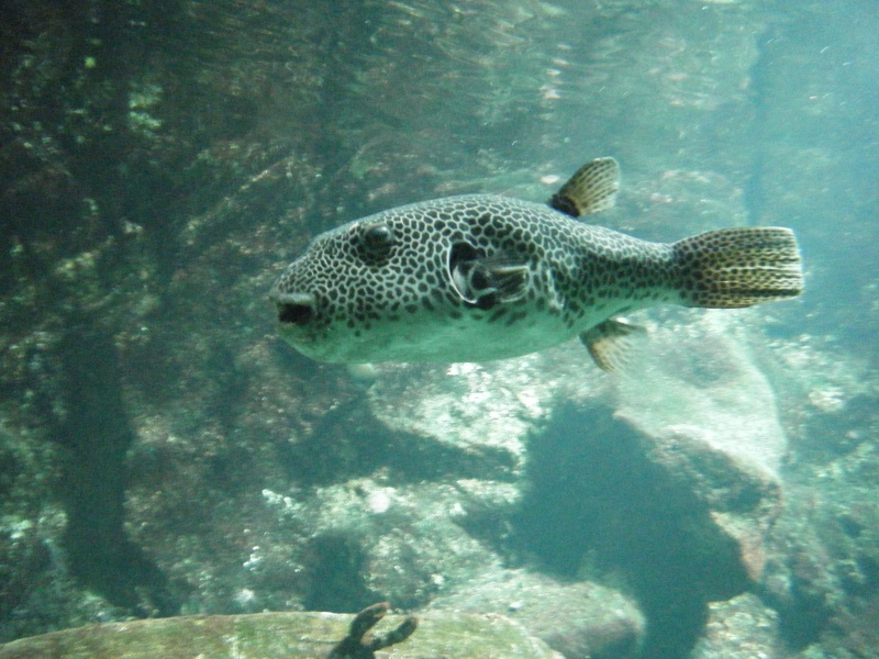 Aquarium de l'ile de la réunion (974) Dscf0712