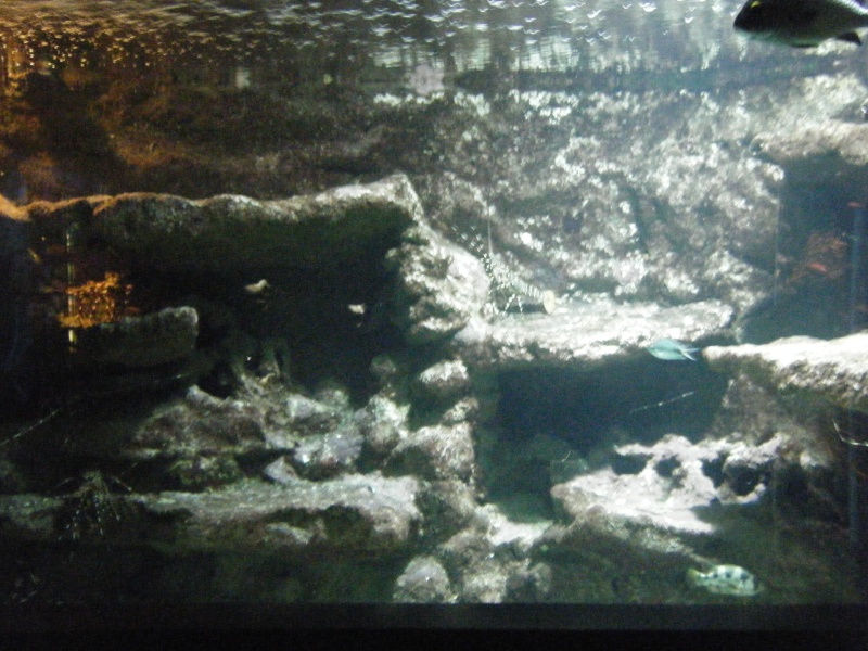 Aquarium de l'ile de la réunion (974) Dscf0713