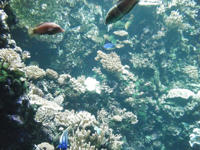 Aquarium de l'ile de la réunion (974) Dscf0715