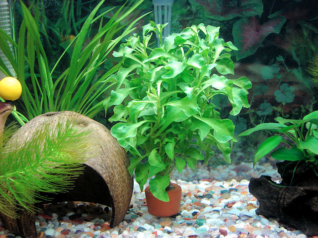 Quel est le nom de cette plante ? Aquari10