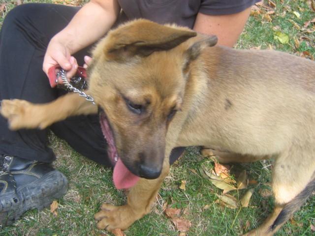 Magnifique chiot male, x berger allemand (94) 09092011