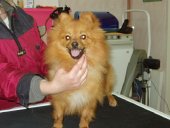 petite spitz loup a adopter Pic97910