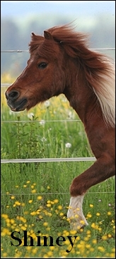 Sweet's Horse Shiney10
