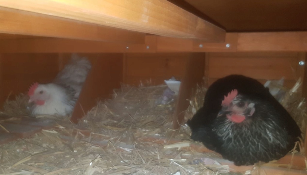 Mes poules dorment dans les pondoirs