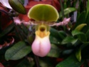 exposition d'orchidées à limoges P1040517