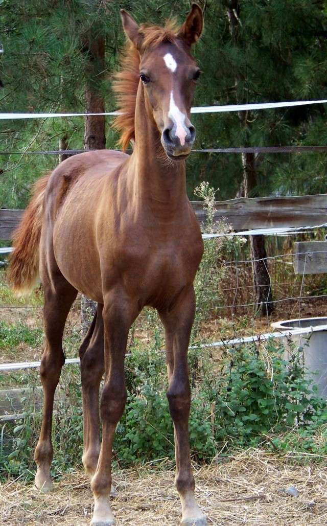 Pouliche alezan brulée, origine endurance VENDUE 710