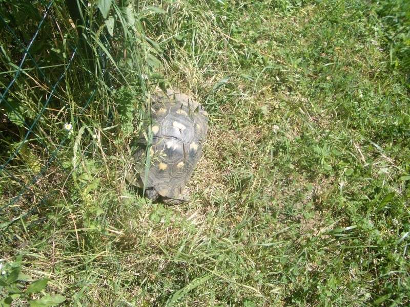 Identification 2 tortues (nouvelles photos) Imgp0612