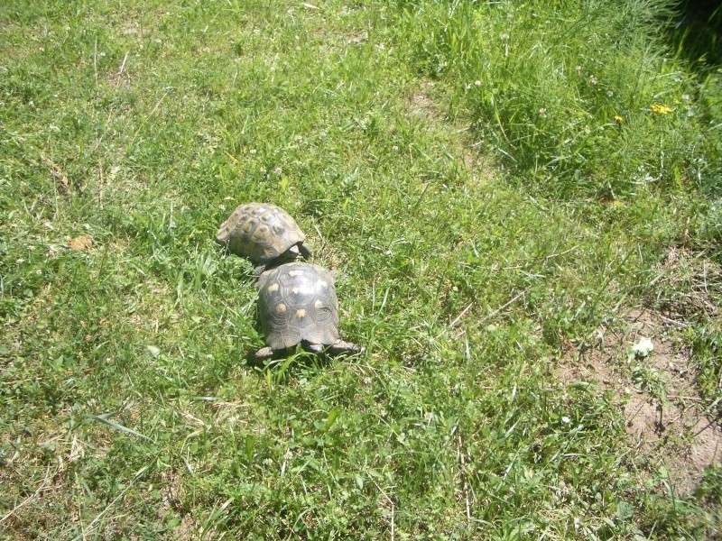 Identification 2 tortues (nouvelles photos) Imgp0613