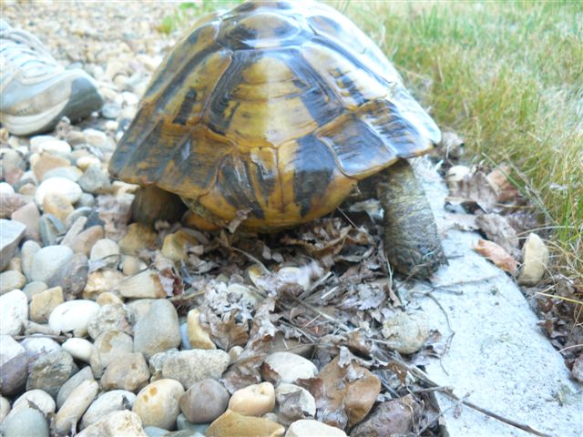 Identification 2 tortues (nouvelles photos) P1070312