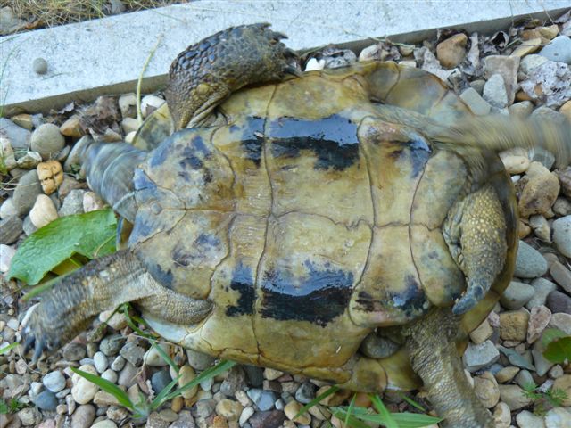 Identification 2 tortues (nouvelles photos) P1070313