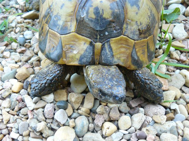 Identification 2 tortues (nouvelles photos) P1070314