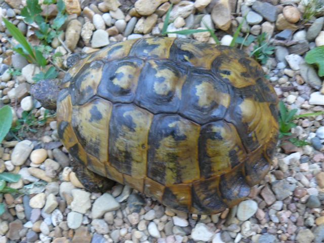 Identification 2 tortues (nouvelles photos) P1070315