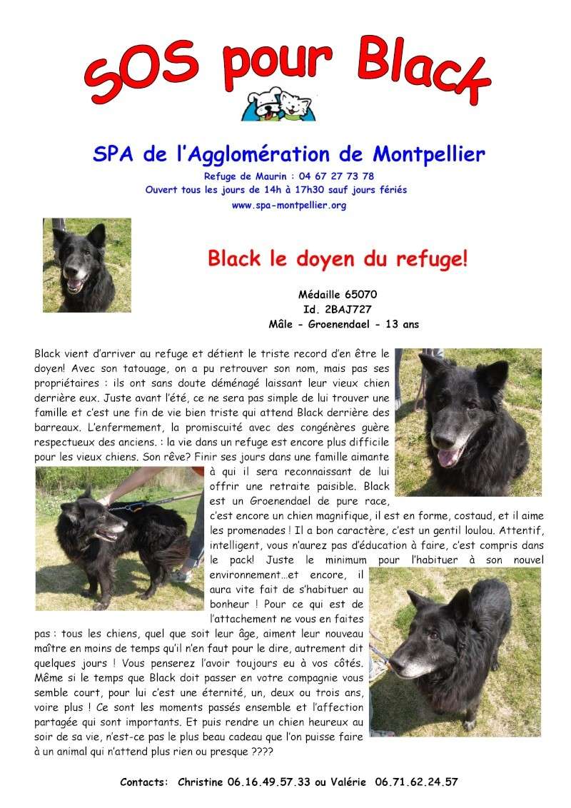 Black le doyen du refuge Black_10