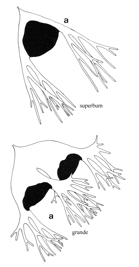  platycerium superbum et pteris cretica   : demande d'identification pour deux fougères  Sans-t11
