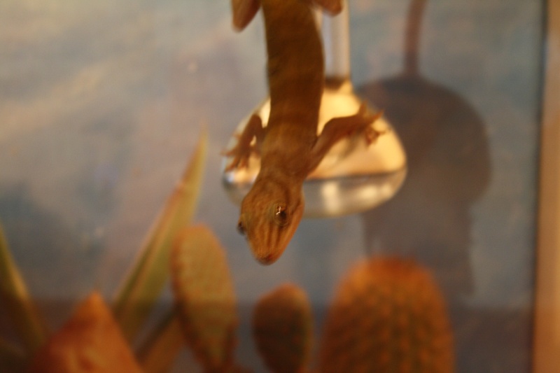 mes gecko auratus Img_1910