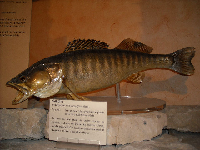 Musée de la pêche a Ornans. 1_710