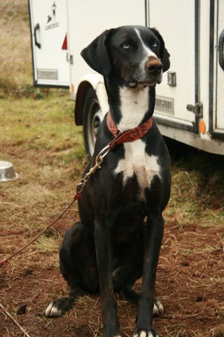 Mes chiens aujourd'hui: Img_0511