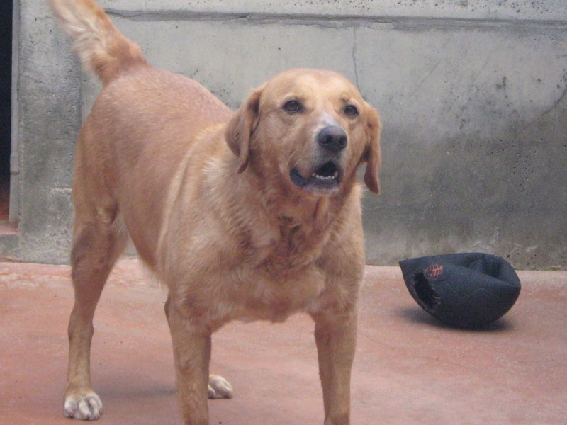 TILT  -  croisé  Labrador  11 ans (8 ans de refuge)  -  SPA  DE  CARQUEFOU  (44) Rescue14