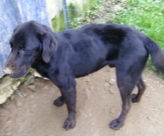 BOOMER, mâle x labrador noir 2 ans env. (en essai !) Boomer10