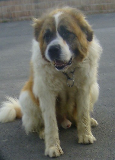 GASPAR ... Saint Bernard, mâle, 10 ans (à l'essai !) Gaspar11