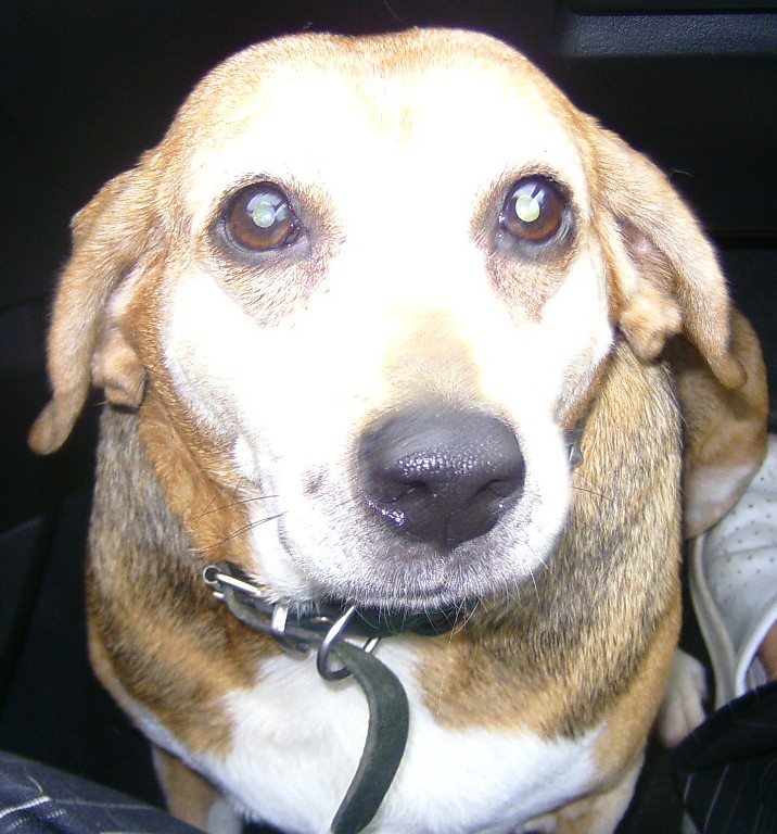 JANICE... X beagle, femelle, 9 ans  Janice11