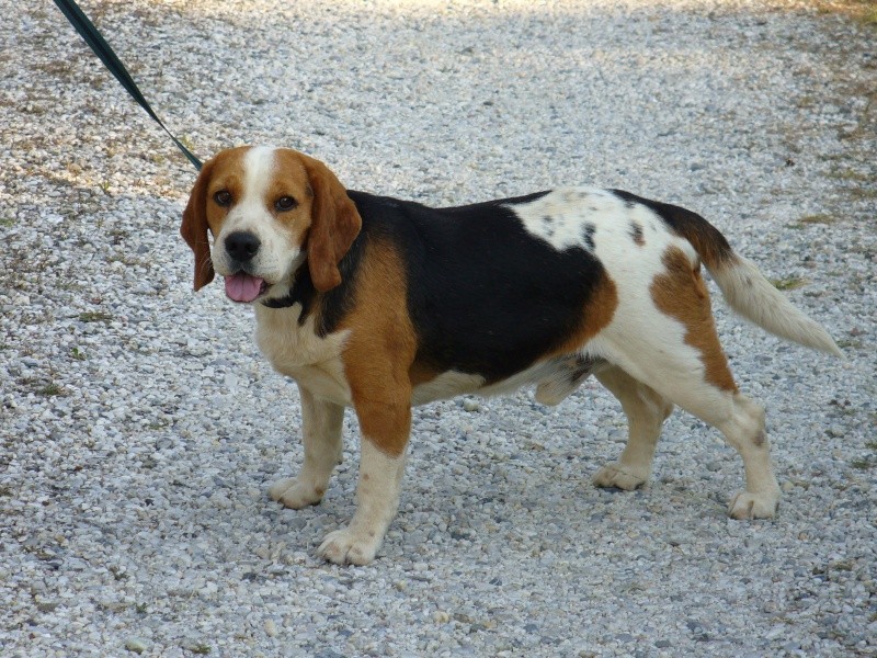 TOSCAN, beagle mâle, 7 ans (72) Photo_10