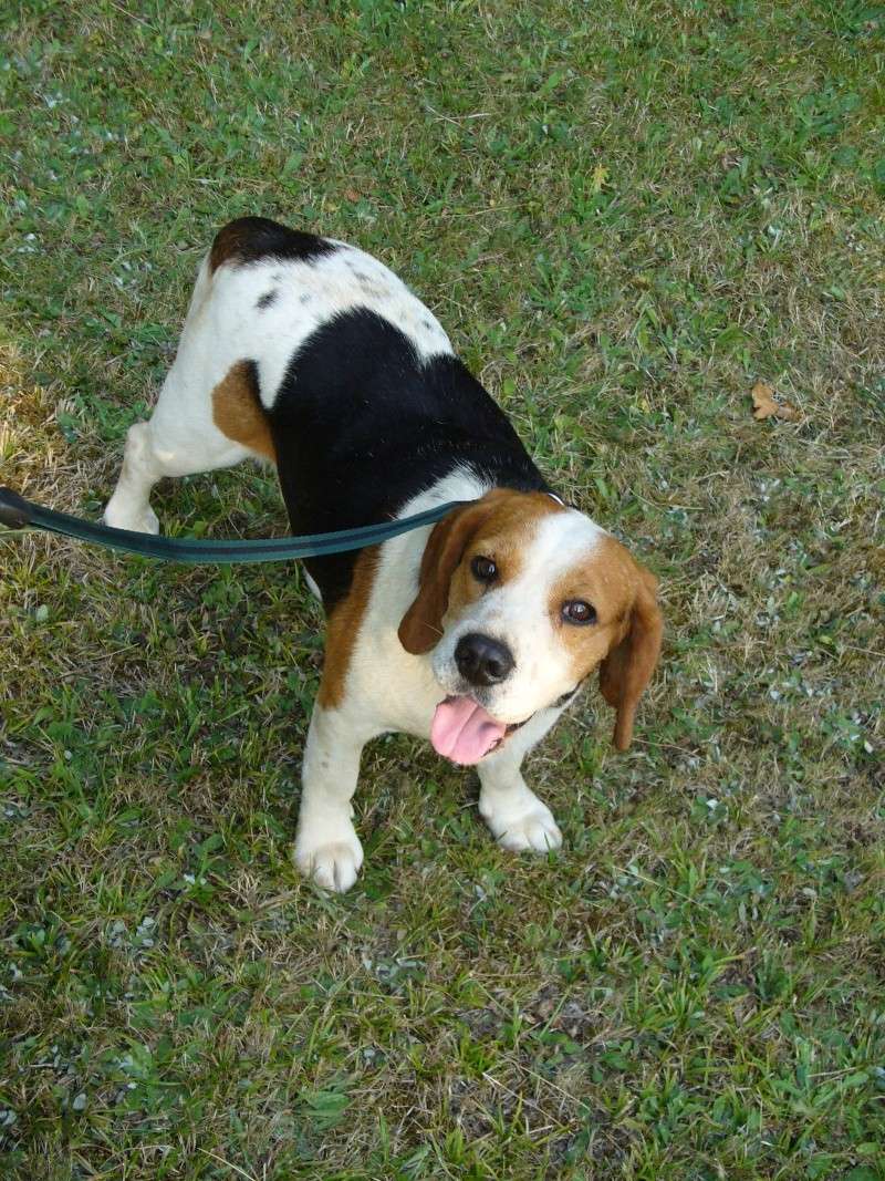 TOSCAN, beagle mâle, 7 ans (72) Photo_11
