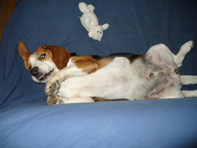 TOSCAN, beagle mâle, 7 ans (72) Toto_011