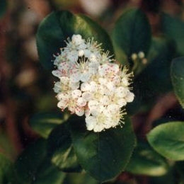 Aronia arbutifolia 'Brilliant' Aronia10