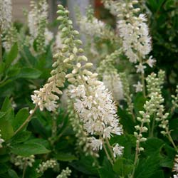 Clethra alnifolia 'Pink Spire' Clethr10