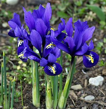 Iris reticulata Iris-r10