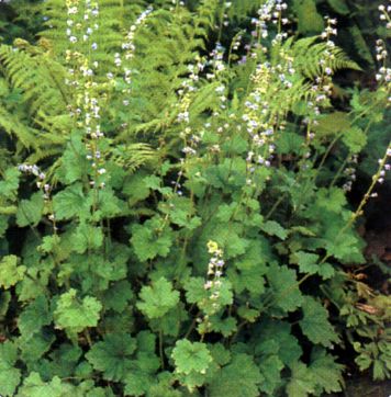 Tellima grandiflora Tellim10